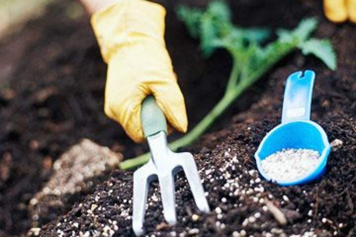 NPK hnojivo – krajšie rastliny a lepšia úroda