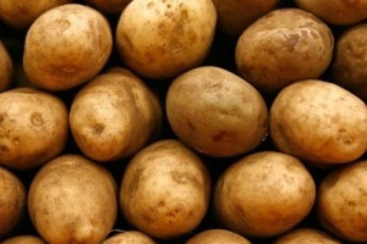 …aby hnojivo na zemiaky prinieslo lepšiu úrodu