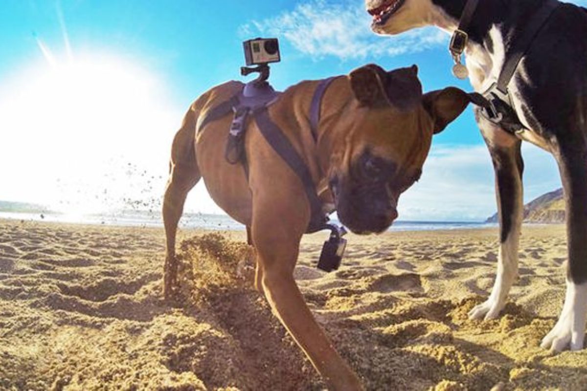 Kamery GoPro vám umožnia natočiť si svet zo psej perspektívy