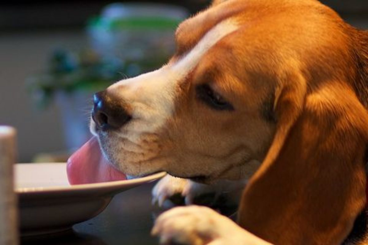 České vysokokvalitné psie krmivo Brit – chutné a zdravé